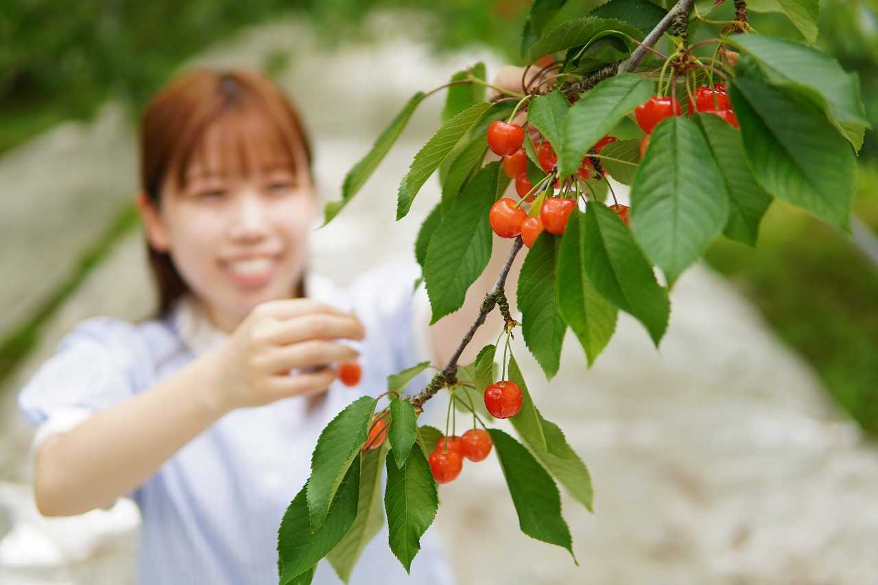 観光果樹園マップ