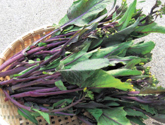 紫織菜