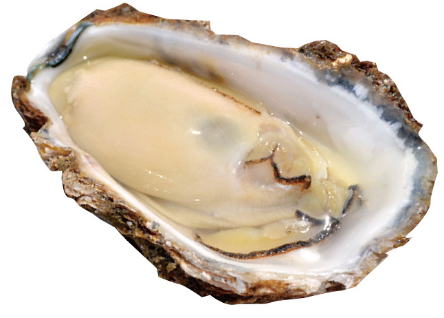 Iwagaki oysters